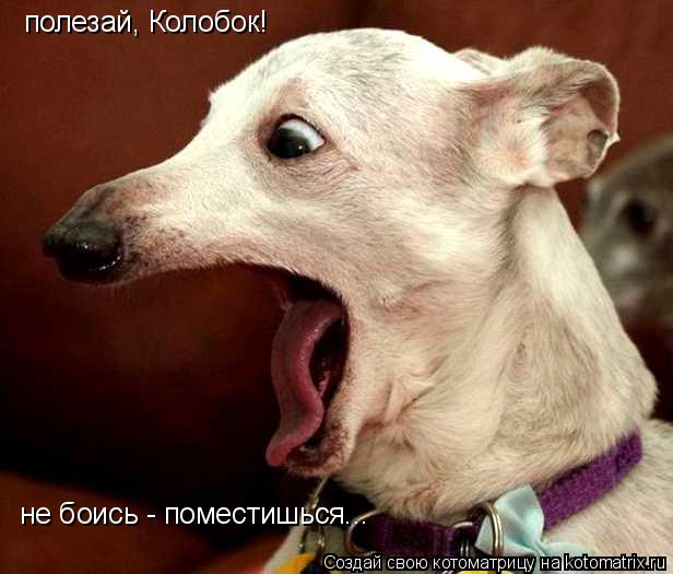 полезай, Колобок! не боись - поместишься...... Котоматрица: полезай, Колобок! не боись - поместишься...