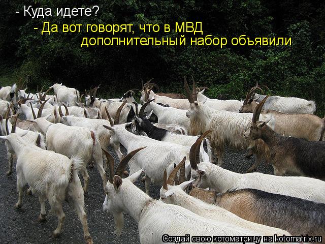 - Куда идете? - Да вот говорят, что в МВД дополнительный набор объявили... Котоматрица: - Куда идете? - Да вот говорят, что в МВД дополнительный набор объявили