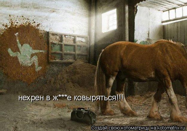 нехрен в ж***е ковыряться!!!... Котоматрица: нехрен в ж***е ковыряться!!!