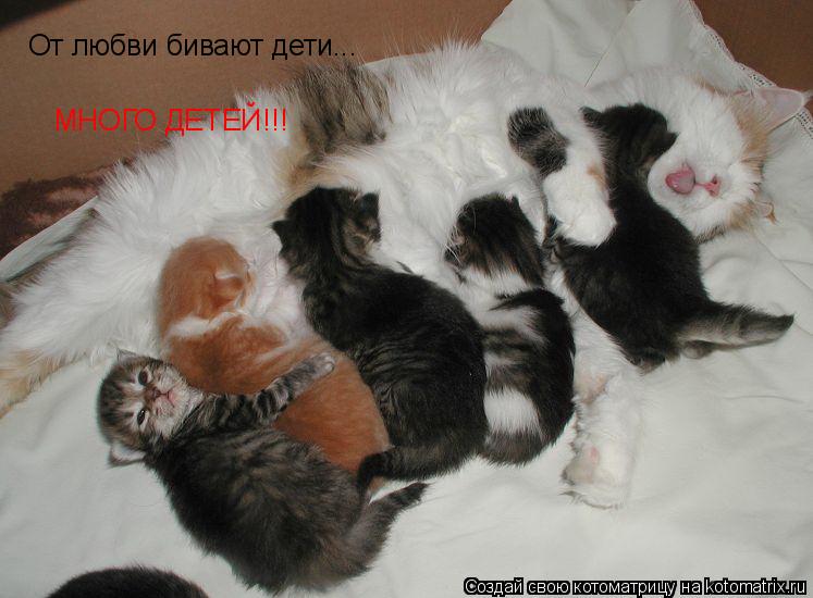 От любви бивают дети... МНОГО ДЕТЕЙ!!!... Котоматрица: От любви бивают дети... МНОГО ДЕТЕЙ!!!