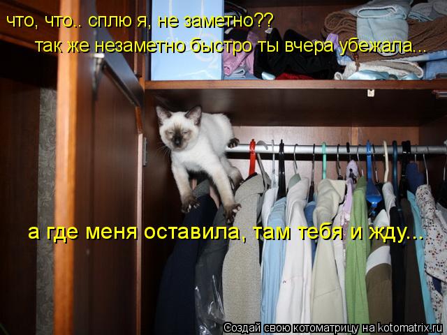 что, что.. сплю я, не заметно?? так же незаметно быстро ты вчера убежала... а где меня оставила, там... Котоматрица: что, что.. сплю я, не заметно?? так же незаметно быстро ты вчера убежала... а где меня оставила, там тебя и жду...