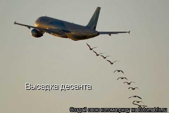 Высадка десанта... Котоматрица: Высадка десанта