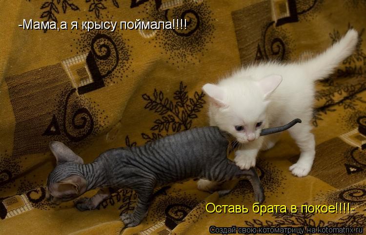 -Мама,а я крысу поймала!!!! Оставь брата в покое!!!!-... Котоматрица: -Мама,а я крысу поймала!!!! Оставь брата в покое!!!!-
