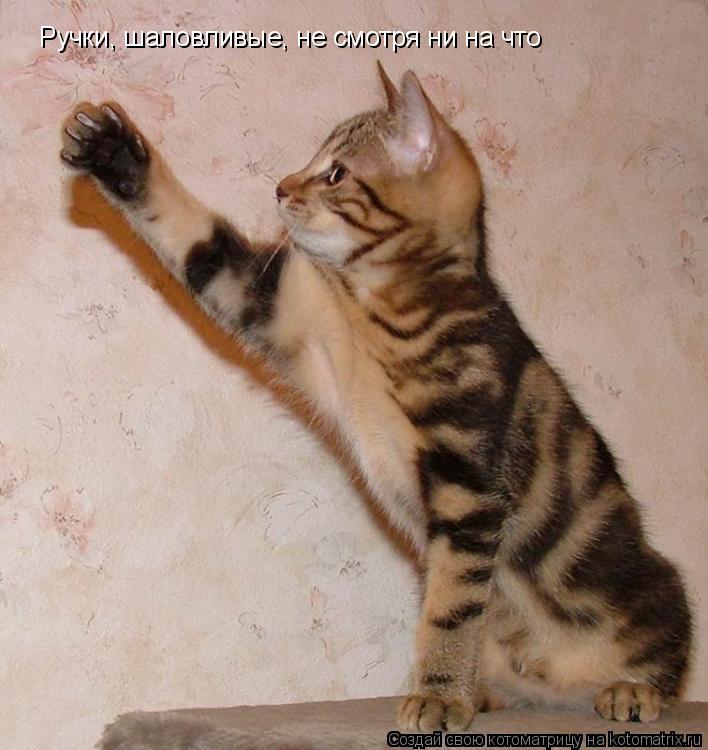 Ручки, шаловливые, не смотря ни на что... Котоматрица: Ручки, шаловливые, не смотря ни на что