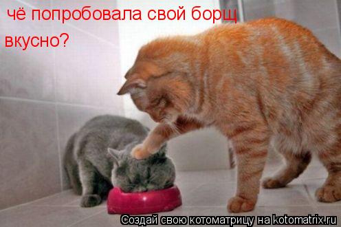 чё попробовала свой борщ вкусно?... Котоматрица: чё попробовала свой борщ вкусно?