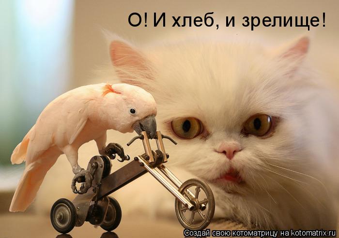 О! И хлеб, и зрелище!... Котоматрица: О! И хлеб, и зрелище!