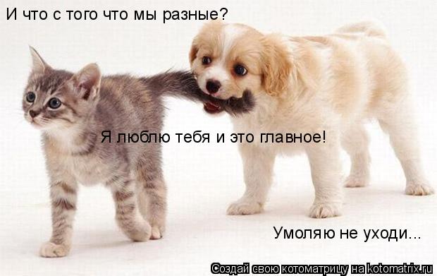 И что с того что мы разные?
Я люблю тебя и это главное! Умоляю не уходи...... Котоматрица: И что с того что мы разные?
Я люблю тебя и это главное! Умоляю не уходи...