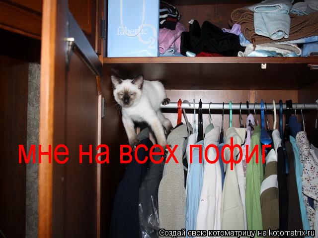 мне на всех пофиг... Котоматрица: мне на всех пофиг