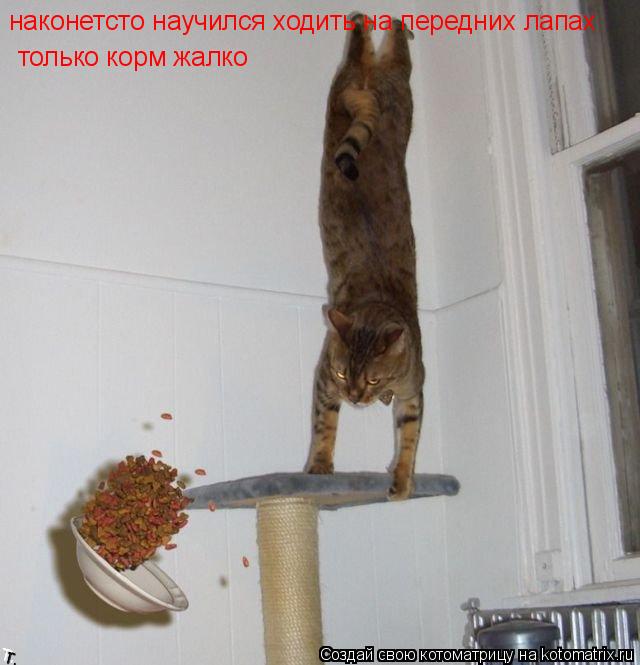 наконетсто научился ходить на передних лапах только корм жалко... Котоматрица: наконетсто научился ходить на передних лапах только корм жалко