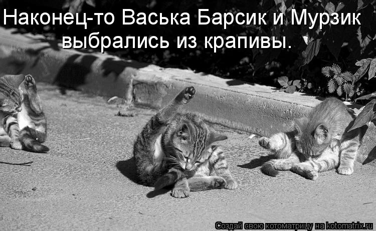 Наконец-то Васька Барсик и Мурзик выбрались из крапивы.... Котоматрица: Наконец-то Васька Барсик и Мурзик выбрались из крапивы.