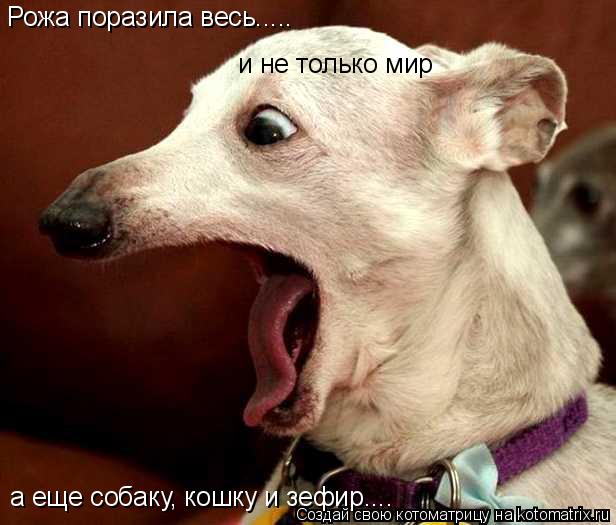 Рожа поразила весь..... и не только мир а еще собаку, кошку и зефир....... Котоматрица: Рожа поразила весь..... и не только мир а еще собаку, кошку и зефир....