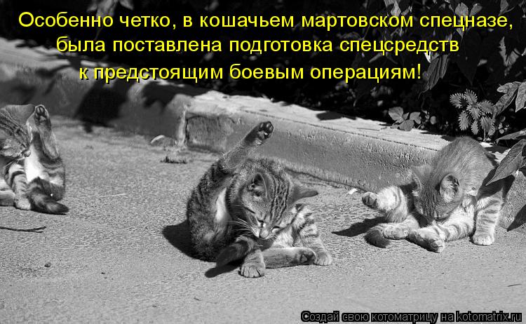 Особенно четко, в кошачьем мартовском спецназе, была поставлена подготовка спецсредств к предстоящим... Котоматрица: Особенно четко, в кошачьем мартовском спецназе, была поставлена подготовка спецсредств к предстоящим боевым операциям!
