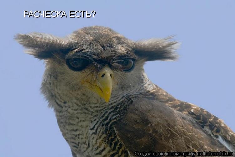 РАСЧЕСКА ЕСТЬ?... Котоматрица: РАСЧЕСКА ЕСТЬ?