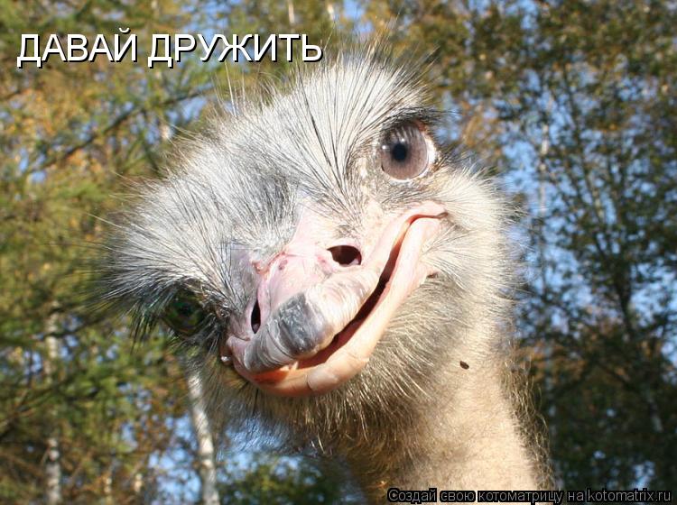 ДАВАЙ ДРУЖИТЬ... Котоматрица: ДАВАЙ ДРУЖИТЬ