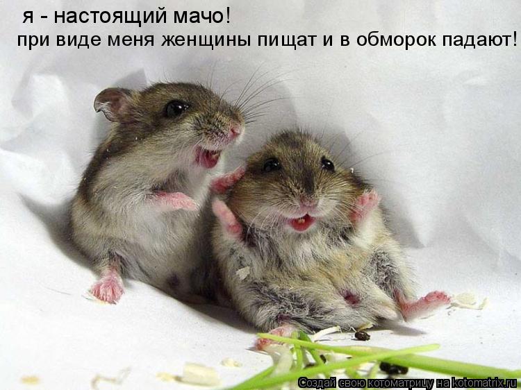 я - настоящий мачо! при виде меня женщины пищат и в обморок падают!... Котоматрица: я - настоящий мачо! при виде меня женщины пищат и в обморок падают!