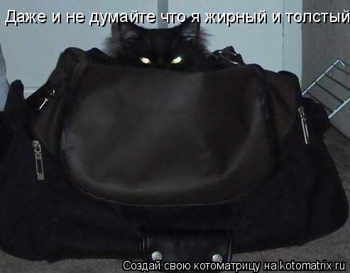 Даже и не думайте что я жирный и толстый... Котоматрица: Даже и не думайте что я жирный и толстый