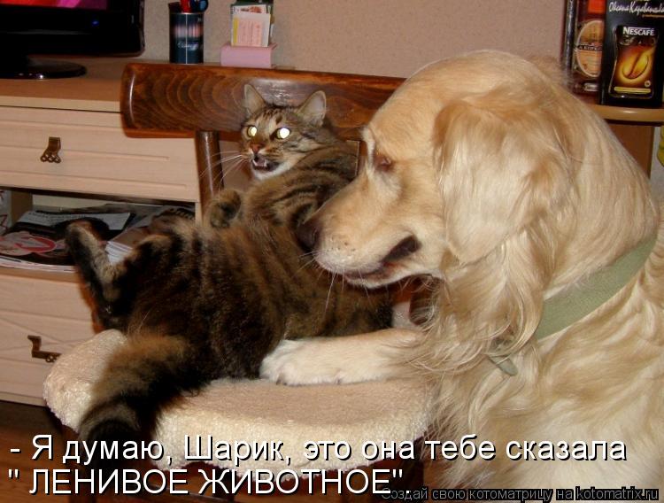 - Я думаю, Шарик, это она тебе сказала " ЛЕНИВОЕ ЖИВОТНОЕ".... Котоматрица: - Я думаю, Шарик, это она тебе сказала " ЛЕНИВОЕ ЖИВОТНОЕ".