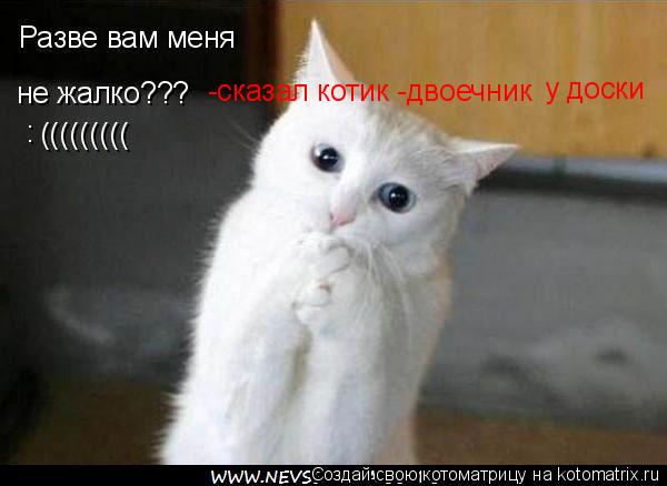 -сказал котик -двоечник у доски... Котоматрица: -сказал котик -двоечник у доски