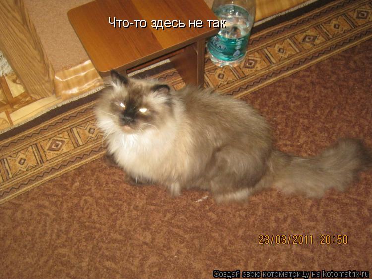 Что-то здесь не так... Котоматрица: Что-то здесь не так