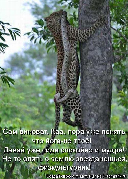 Сам виноват, Каа, пора уже понять- что йога-не твоё! Не то опять о землю звезданешься, физкультурник... Котоматрица: Сам виноват, Каа, пора уже понять- что йога-не твоё! Не то опять о землю звезданешься, физкультурник! Давай уже сиди спокойно и мудри!