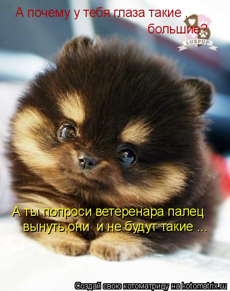 А почему у тебя глаза такие ... большие? вынуть,они и не будут такие ... А ты попроси ветеренара пал... Котоматрица: А почему у тебя глаза такие ... большие? вынуть,они и не будут такие ... А ты попроси ветеренара палец