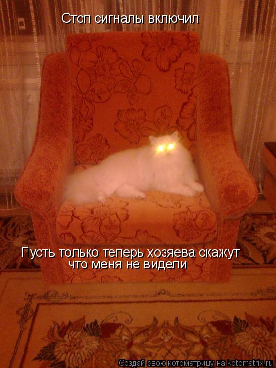 Стоп сигналы включил Пусть только теперь хозяева скажут что меня не видели... Котоматрица: Стоп сигналы включил Пусть только теперь хозяева скажут что меня не видели