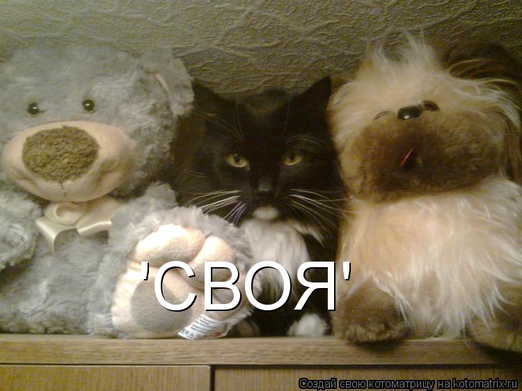 'СВОЯ'... Котоматрица: 'СВОЯ'