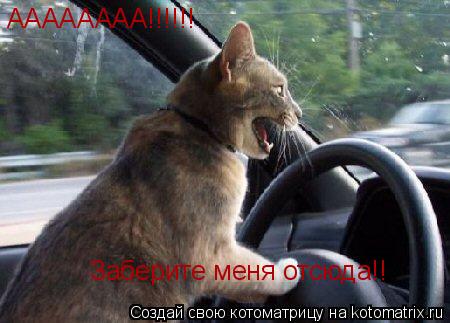 АААААААА!!!!!! Заберите меня отсюда!!... Котоматрица: АААААААА!!!!!! Заберите меня отсюда!!