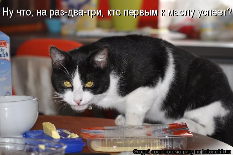 Ну что, на раз-два-три, кто первым к маслу успеет?... Котоматрица: Ну что, на раз-два-три, кто первым к маслу успеет?
