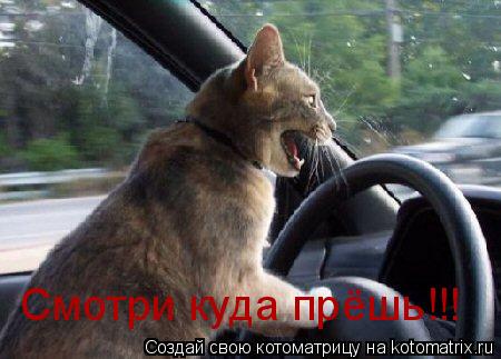 Смотри куда прёшь!!!... Котоматрица: Смотри куда прёшь!!!