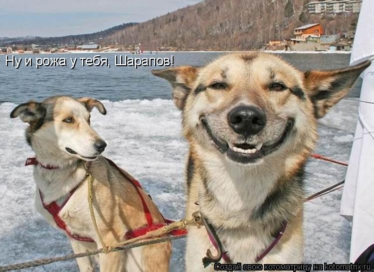Ну и рожа у тебя, Шарапов!... Котоматрица: Ну и рожа у тебя, Шарапов!
