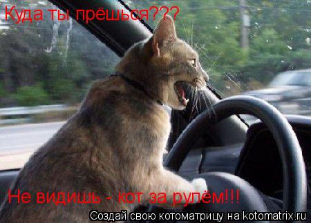 Котоматрица: Куда ты прёшься???  Не видишь - кот за рулём!!!