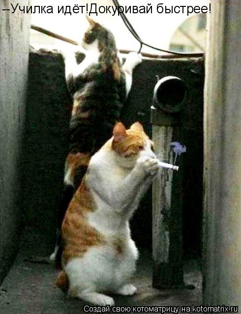 --Училка идёт!Докуривай быстрее!... Котоматрица: --Училка идёт!Докуривай быстрее!
