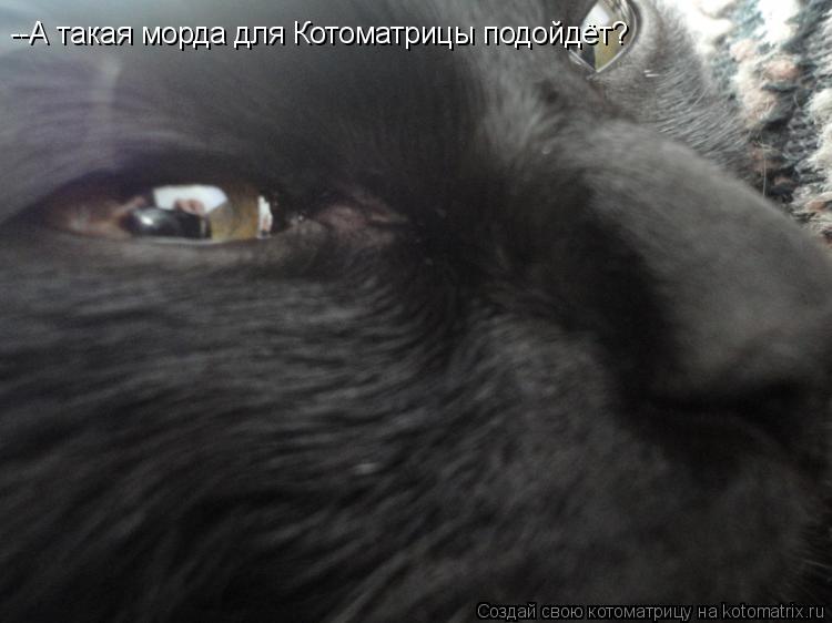 --А такая морда для Котоматрицы подойдёт?... Котоматрица: --А такая морда для Котоматрицы подойдёт?