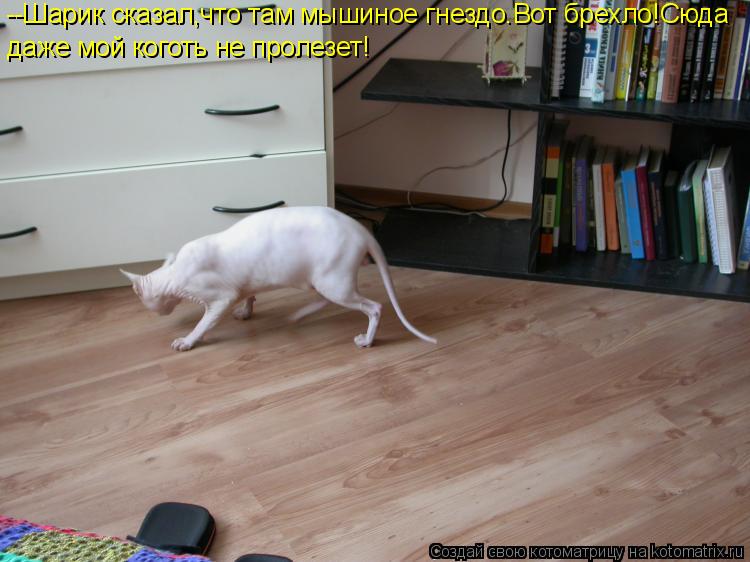 --Шарик сказал,что там мышиное гнездо.Вот брехло!Сюда даже мой коготь не пролезет!... Котоматрица: --Шарик сказал,что там мышиное гнездо.Вот брехло!Сюда даже мой коготь не пролезет!
