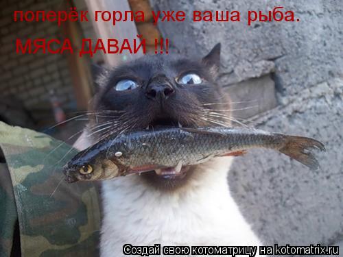 поперёк горла уже ваша рыба. МЯСА ДАВАЙ !!!... Котоматрица: поперёк горла уже ваша рыба. МЯСА ДАВАЙ !!!