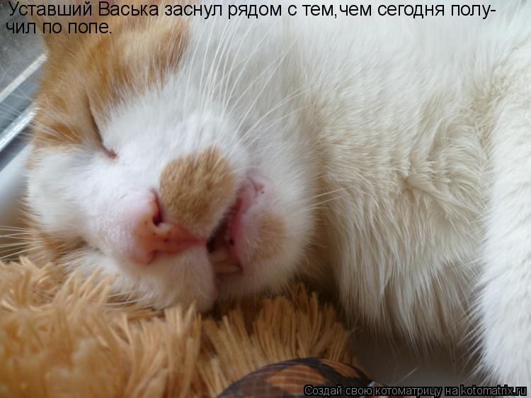 Уставший Васька заснул рядом с тем,чем сегодня полу- чил по попе.... Котоматрица: Уставший Васька заснул рядом с тем,чем сегодня полу- чил по попе.