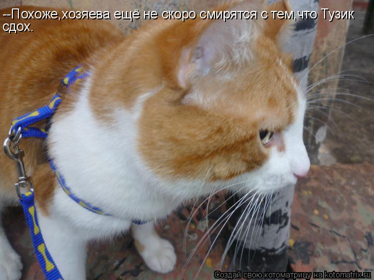 --Похоже,хозяева ещё не скоро смирятся с тем,что Тузик сдох.... Котоматрица: --Похоже,хозяева ещё не скоро смирятся с тем,что Тузик сдох.