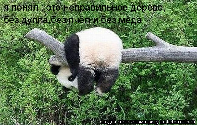 я понял : это неправильное дерево, без дупла,без пчёл и без мёда... Котоматрица: я понял : это неправильное дерево, без дупла,без пчёл и без мёда