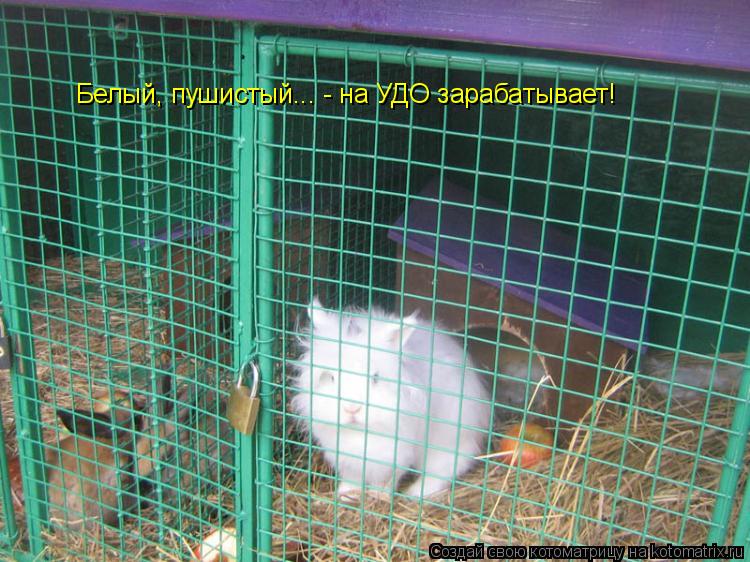 Белый, пушистый... - на УДО зарабатывает!... Котоматрица: Белый, пушистый... - на УДО зарабатывает!