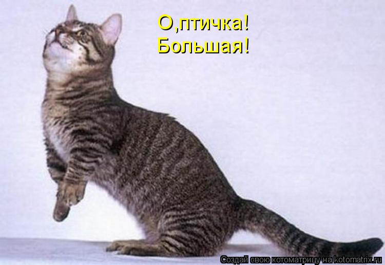 О,птичка! Большая!... Котоматрица: О,птичка! Большая!