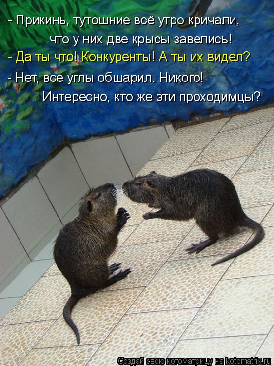 - Прикинь, тутошние всё утро кричали, - Да ты что! Конкуренты! А ты их видел? что у них две крысы зав... Котоматрица: - Прикинь, тутошние всё утро кричали, - Да ты что! Конкуренты! А ты их видел? что у них две крысы завелись! - Нет, все углы обшарил. Никого! Интере