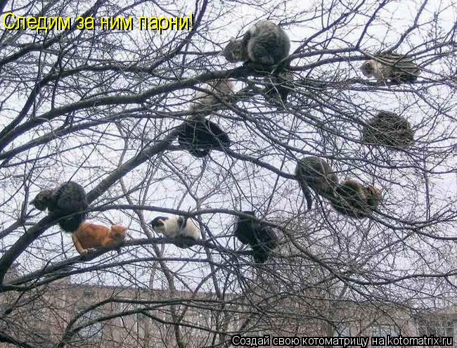 Следим за ним парни!... Котоматрица: Следим за ним парни!