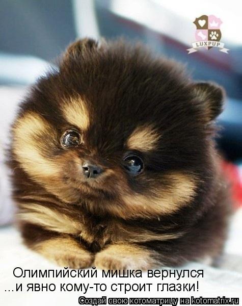 Олимпийский мишка вернулся ...и явно кому-то строит глазки!... Котоматрица: Олимпийский мишка вернулся ...и явно кому-то строит глазки!