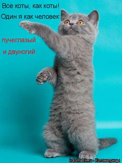 Все коты, как коты! Один я как человек: пучеглазый и двуногий... Котоматрица: Все коты, как коты! Один я как человек: пучеглазый и двуногий