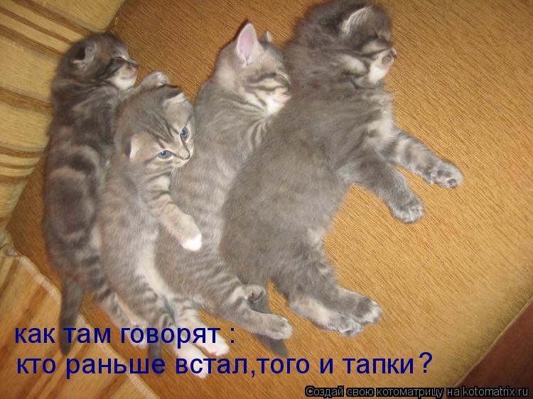 кто раньше встал,того и тапки как там говорят : ?... Котоматрица: кто раньше встал,того и тапки как там говорят : ?
