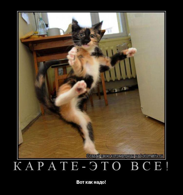 Карате-это все! Вот как надо!... Котоматрица: Карате-это все! Вот как надо!