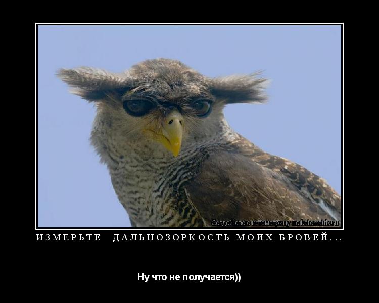 Измерьте дальнозоркость моих бровей... Ну что не получается))... Котоматрица: Измерьте дальнозоркость моих бровей... Ну что не получается))