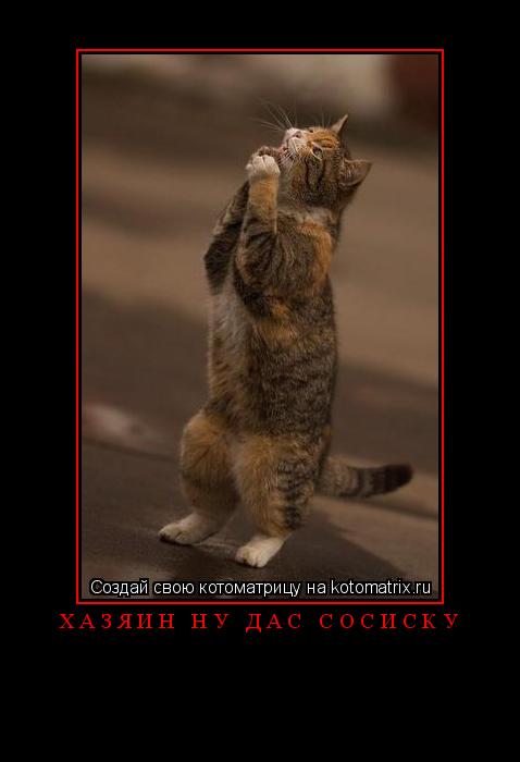 хазяин ну дас сосиску ... Котоматрица: хазяин ну дас сосиску