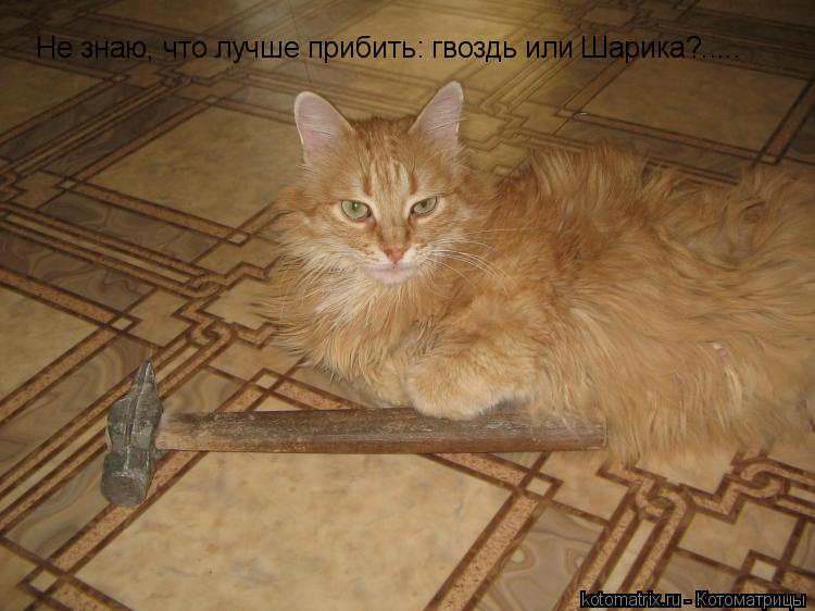Не знаю, что лучше прибить: гвоздь или Шарика?........ Котоматрица: Не знаю, что лучше прибить: гвоздь или Шарика?.....